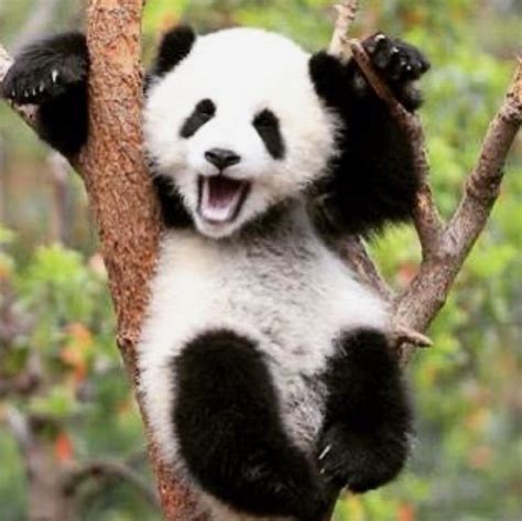 funny panda bear pictures